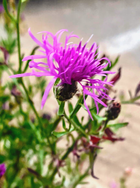 Star Thistle Flower Essence for Setting Boundaries.