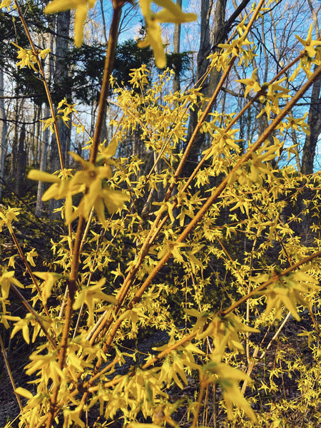 Forsythia Flower Essence for Hope and Transformation.