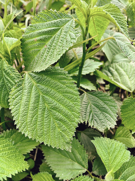 Nettle with Rhubarb & Apricot Elixir: The Greening. Nourishing Seasonal Support and Conflict Resolution.