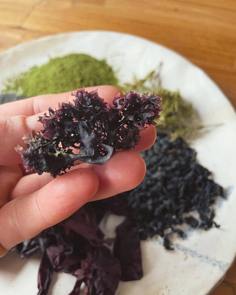 Sea Witch Mask. Seaweed, Moringa, & Horsetail.