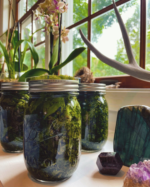 Summer Elixir Bundle: Lemon Balm Elixir, The Manifesting and Motherwort Elixir, The Abounding