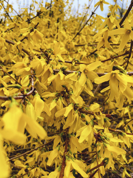 Forsythia Flower Essence for Hope and Transformation.