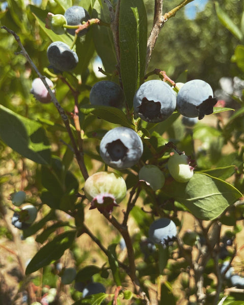 Tulsi Elixir with Blueberry: The Harvesting. Stress, Focus, and Balanced Wellbeing.