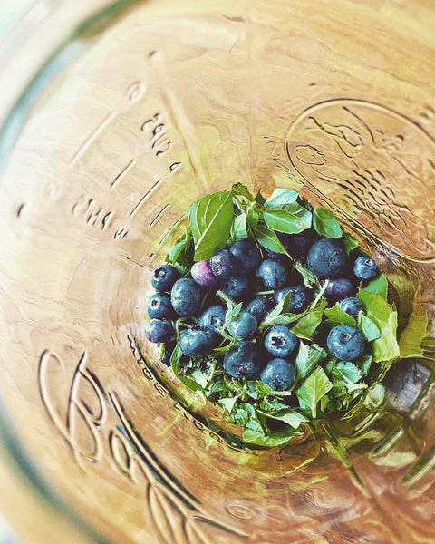 Tulsi Elixir with Blueberry: The Harvesting. Stress, Focus, and Balanced Wellbeing.