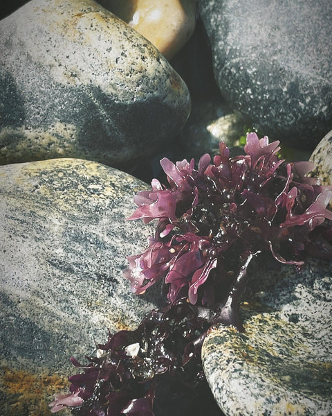 Sea Witch Mask. Seaweed, Moringa, & Horsetail.