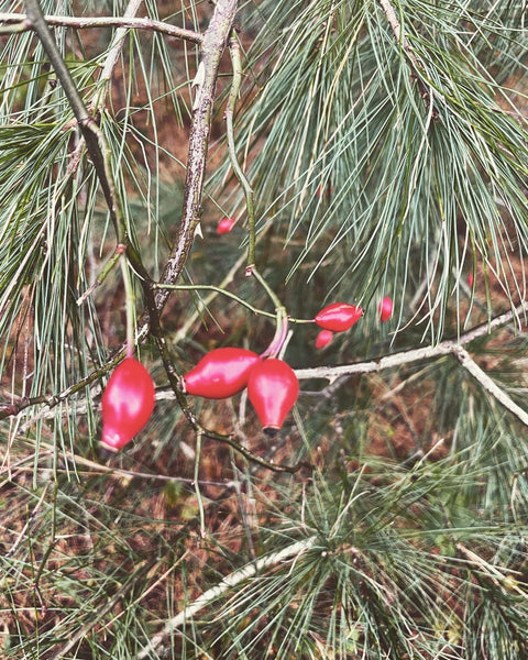 Winter Walk Balm for Restored Hope and Winter Skincare