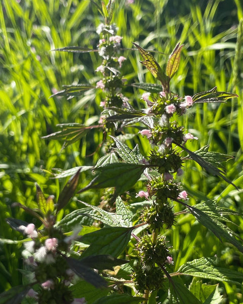 Summer Elixir Bundle: Lemon Balm Elixir, The Manifesting and Motherwort Elixir, The Abounding
