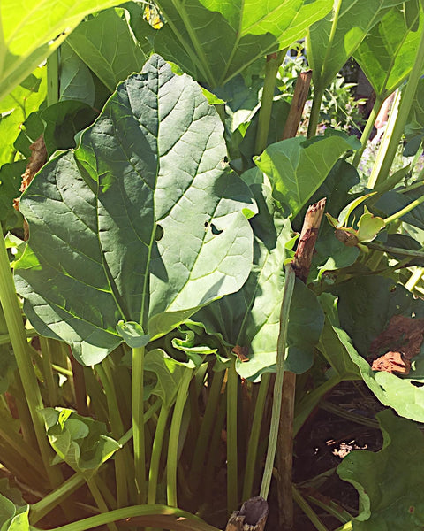 Nettle with Rhubarb & Apricot Elixir: The Greening. Nourishing Seasonal Support and Conflict Resolution.