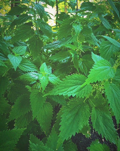 Verdant Finishing Salt