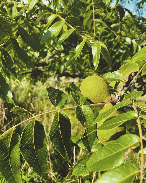 SUN: Black Raspberry Bitters for Digestion & Slowing Down