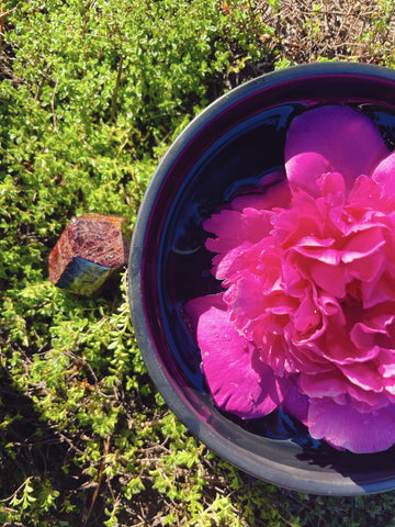 Peony Flower Essence for Abundance, Possibility, and Attraction Magic.