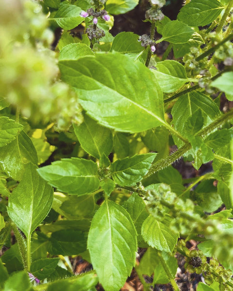 Tulsi Elixir with Blueberry: The Harvesting. Stress, Focus, and Balanced Wellbeing.