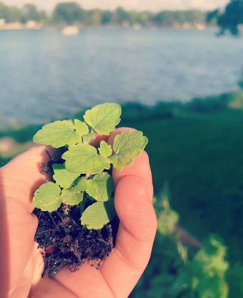 Summer Elixir Bundle: Lemon Balm Elixir, The Manifesting and Motherwort Elixir, The Abounding