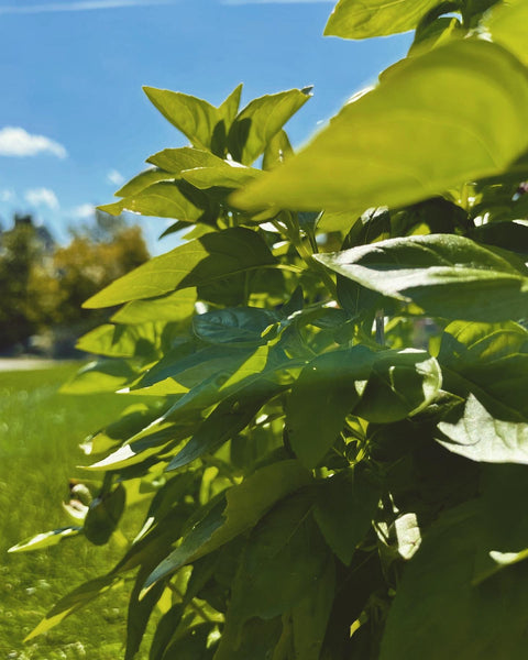 Tulsi Elixir with Blueberry: The Harvesting. Stress, Focus, and Balanced Wellbeing.